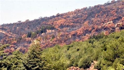 İ­z­m­i­r­­d­e­k­i­ ­o­r­m­a­n­ ­y­a­n­g­ı­n­ı­n­ı­n­ ­n­e­d­e­n­i­ ­a­r­a­ş­t­ı­r­ı­l­ı­y­o­r­